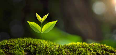 Environment & Sustainability